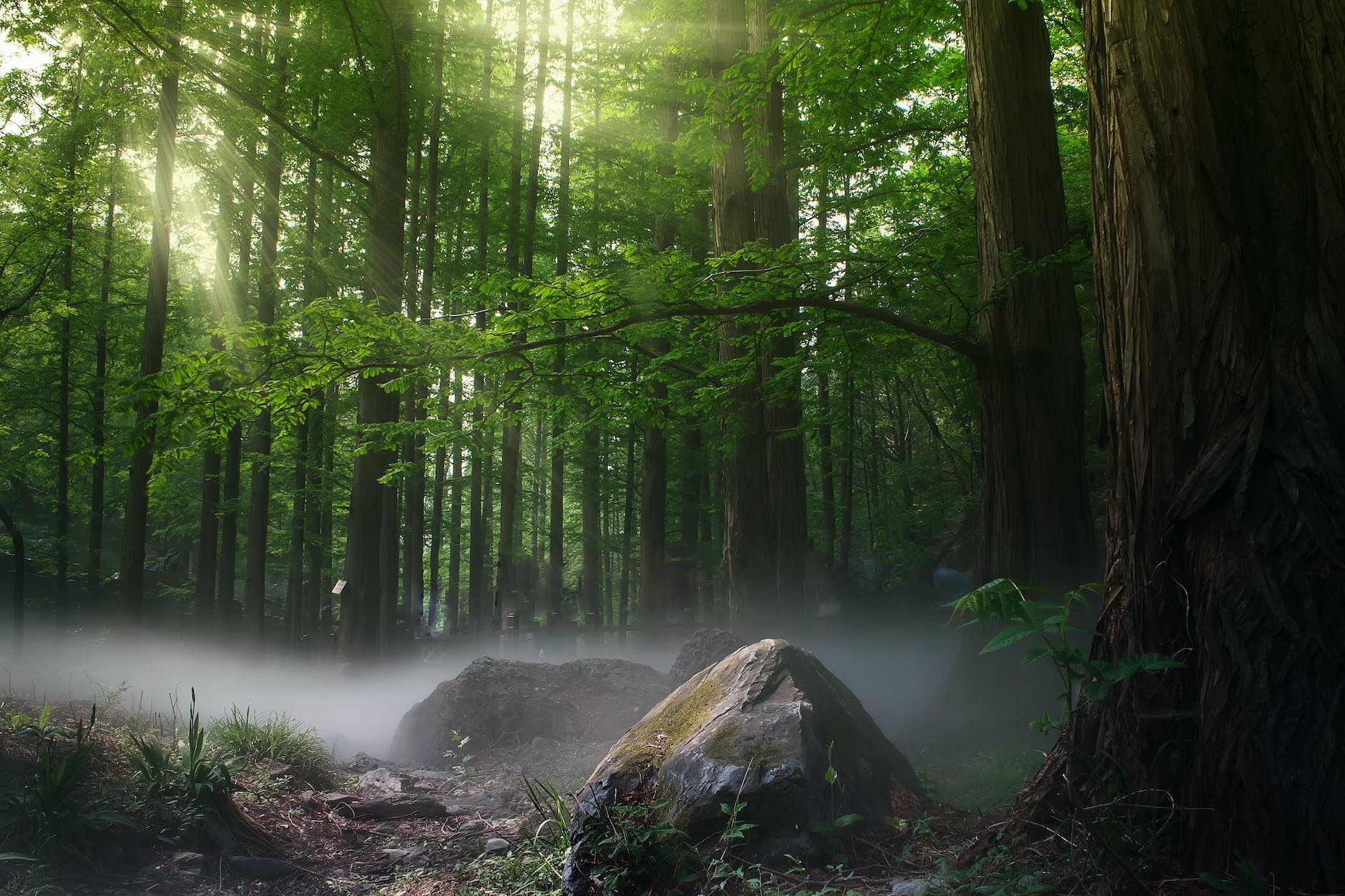 trees on forest at daytime